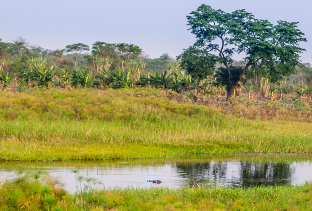 Hippo-at-Kabaale_